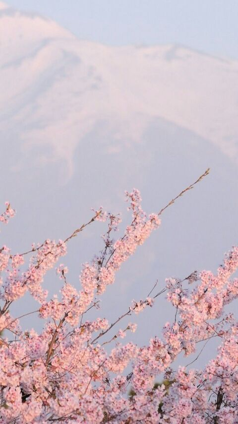 Header of aphroditaa