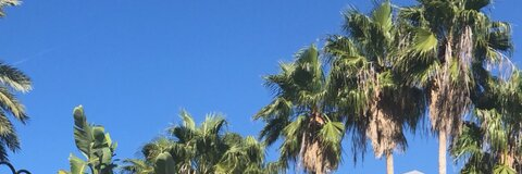 Header of ashnolea