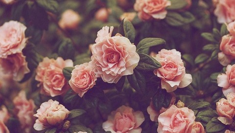 Header of ciarareckless